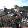 18_55-nest.jpg