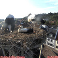 19_00-nest.jpg