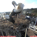 19_10-nest.jpg