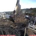19_15-nest.jpg