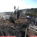 19_20-nest.jpg