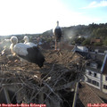 19_25-nest.jpg