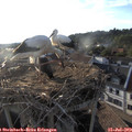 19_30-nest.jpg