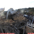 19_35-nest.jpg