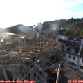 19_50-nest.jpg