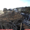 19_55-nest.jpg