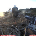 20_20-nest.jpg