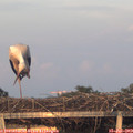 20_50-mast.jpg