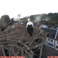 21_15-nest.jpg