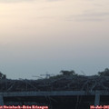 05_40-mast.jpg