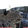 06_10-nest.jpg