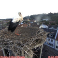 06_15-nest.jpg