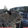 06_20-nest.jpg