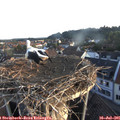 06_25-nest.jpg