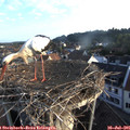 06_35-nest.jpg