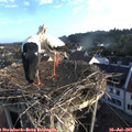 06_45-nest.jpg