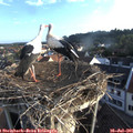 06_50-nest.jpg