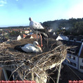 07_00-nest.jpg