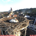 07_05-nest.jpg