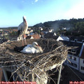 07_10-nest.jpg