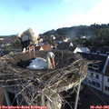 07_15-nest.jpg