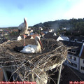 07_20-nest.jpg