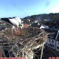 07_25-nest.jpg