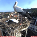 07_35-nest.jpg