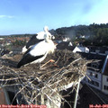 07_50-nest.jpg