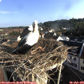 07_55-nest.jpg