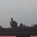 08_10-mast.jpg