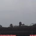 08_25-mast.jpg