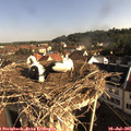 08_35-nest.jpg