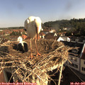 08_45-nest.jpg