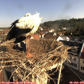 08_50-nest.jpg