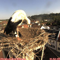 08_55-nest.jpg