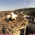 09_00-nest.jpg