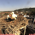 09_05-nest.jpg