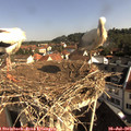 09_15-nest.jpg