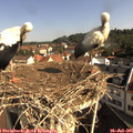 09_20-nest.jpg