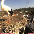 09_30-nest.jpg