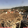 09_45-nest.jpg