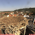 09_50-nest.jpg