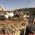 10_00-nest.jpg