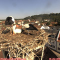 10_10-nest.jpg