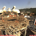 10_20-nest.jpg
