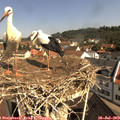 10_25-nest.jpg