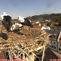 10_30-nest.jpg