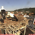 10_35-nest.jpg