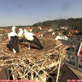 10_40-nest.jpg